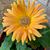 Kim Jarrett Barringer's profile image