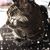 Jane Cerione's profile image