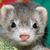 Bonnie Russell's profile image