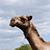 Laurel Ratcliffe's profile image