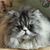 Renée Du Bois Frenger's profile image