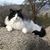 Carol White's profile image