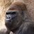 Tom Williams's profile image