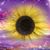 Amy Spoerner's profile image