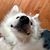 Rhonda Lewis's profile image