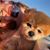 Chrissy Kohout-Sanders's profile image