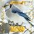 Sharon Becastro Jameson's profile image