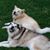 Denise Androsik Smyda's profile image