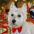 Boyce Brown's profile image