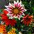 Sue Runkle's profile image