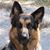 Kaos GermanShepherd's profile image