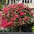 Luann Peters Dall's profile image