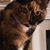 Honie LoGiudice's profile image
