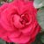 Nancy 'Bachelder' Rayburn's profile image