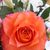 Stacey Metzler's profile image