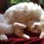 Lola Mikol's profile image