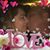 Batsheva Bagiv's profile image