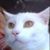 Terrye Robertson's profile image