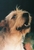 lauren d.'s profile image