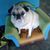 Mary Stambaugh Potter's profile image