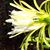 Carol Yanagi Hayashi's profile image