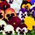 Doris Ann Lang's profile image
