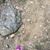 Shelly-Ann Higgins's profile image