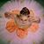Tami Sechrist Hartenstein's profile image