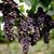 Debbie Pritchett-McKay's profile image