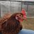 Darlene Noel's profile image