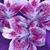 Deborah Estrella's profile image