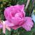 Naty Camanyag's profile image