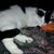 Jacques Cousteau Benson's profile image