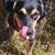Joy Dobai's profile image