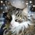 Marie Willnow's profile image