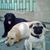 Aashu Nandeshwar's profile image