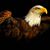 Carl Brown's profile image
