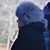 Susan Kehayes's profile image