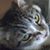 Debbie Hopkins's profile image
