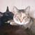 Ann Buechler's profile image