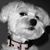 Cherie Thompson's profile image