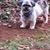 Min Chico Hudson's profile image