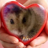 Shams Karimi's profile image