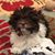Amy Lewis Ramsburg's profile image