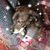 Tammy Honaker Patrick's profile image