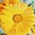 Dottie Peasley's profile image