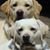 Kathy Smith Holcomb's profile image