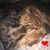 Keira Wood Stuart's profile image