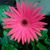 Patty McNichols's profile image