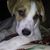 Robin Lamarche's profile image